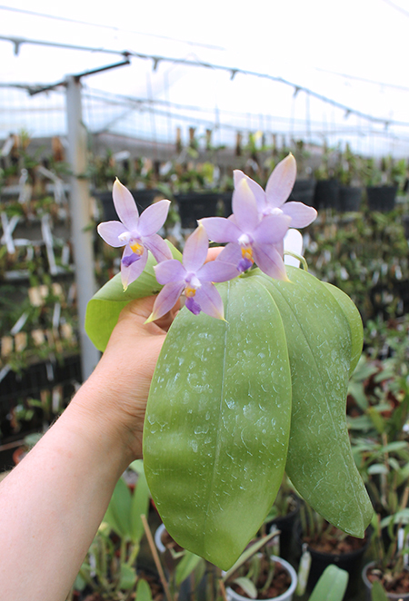 Phalaenopsis (tetraspis 'Su's Bluish' x violacea coerulea).jpg