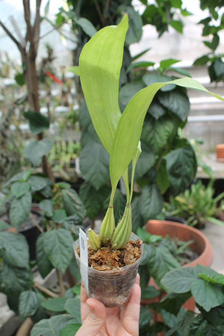 Coryanthes leucocorys.jpg