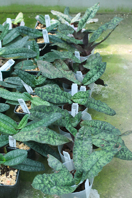 Paphiopedilum malipoense.jpg