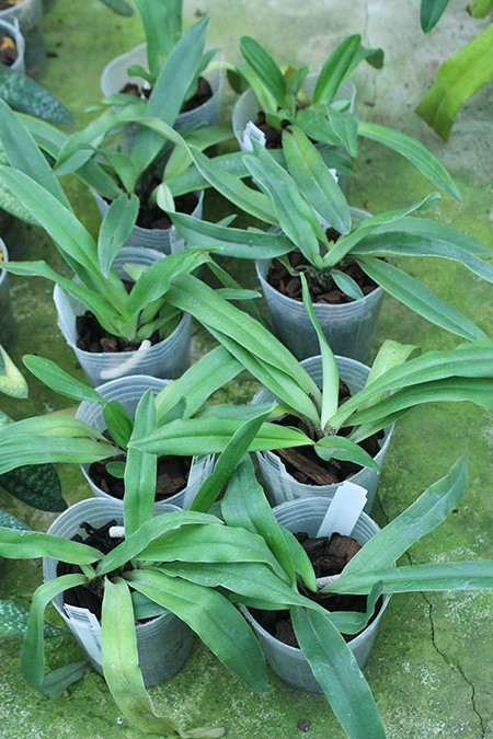 Paphiopedilum charlesworthii x sib.jpg