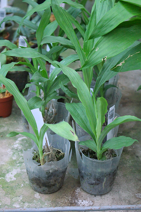 Clowesia Grace Dunn.jpg