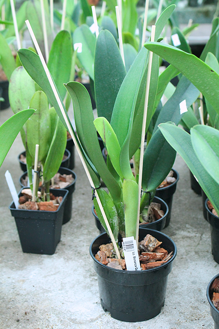 Laeliocattleya Bonanza Queen.jpg