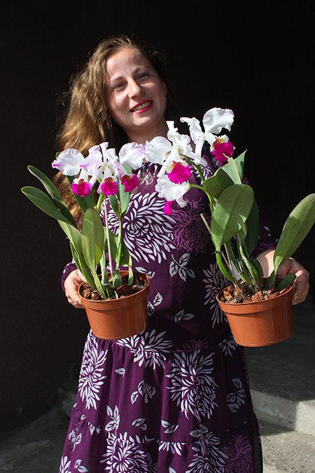 Cattleya mendelii flamea.jpg