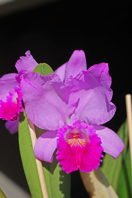 Cattleya trianae ('Fine Variety' x orlata rosea 'AWZ').jpg