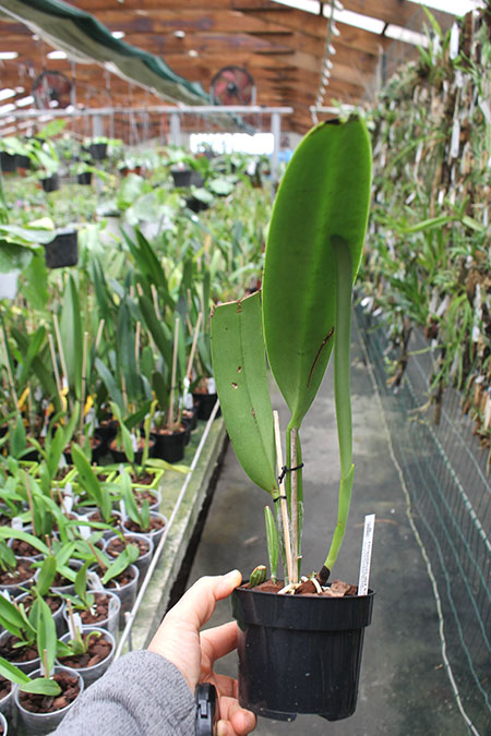 Cattleya dowiana var aurea.jpg
