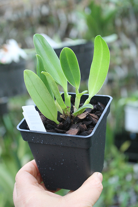 Cattleya Chief Sunny 'Sun Kiss'.jpg