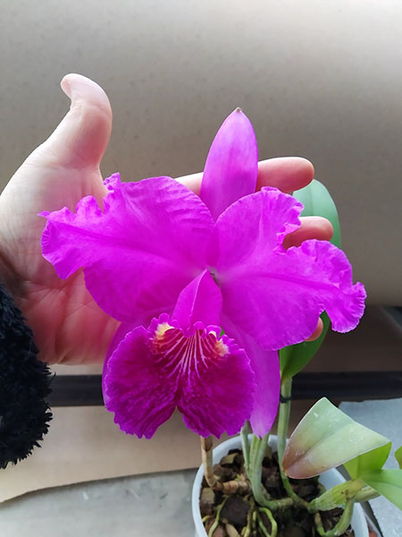 Cattleya lueddemanniana rubra 'Dark Giant' x escura 'Fennel IX'.jpg