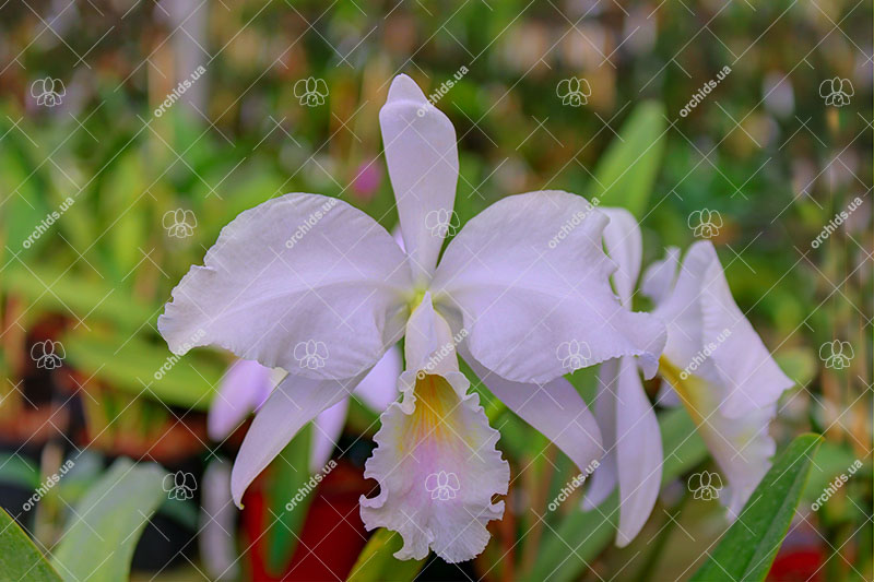 Cattleya labiata amesiana lineata 'AWZ' (Z-8) x Cattleya labiata amesiana lineata 'Pedra Azul'.jpg