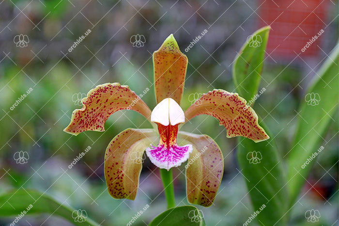 Cattleya schofieldiana ('GU' x 'Jubarte').jpg