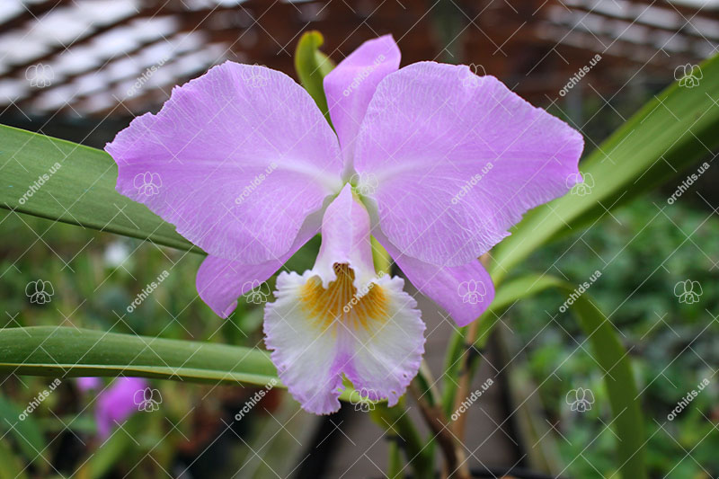 Cattleya labiata punctata x labiata punctata (quase concolor) 'AWZ'.jpg