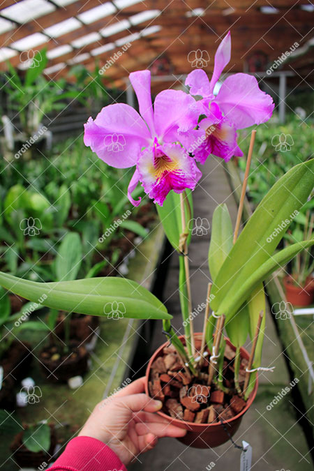 Cattleya labiata amoena 'Preciosa' (Z-8) x labiata alba 'Cisne Branco' (Z-268).jpg