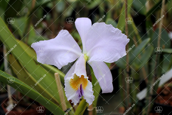 Cattleya labiata coerulescens 'Da Norma Dreher' x self.jpg