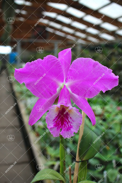 Cattleya labiata tipao 'Rodrigues' x labiata tipo 'Cara Grande'.jpg