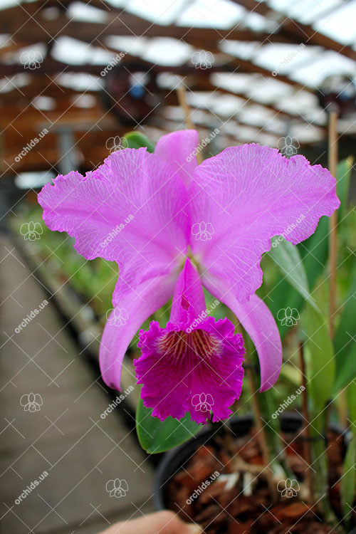 Cattleya trianae 'Junio' (12-8) x 'Sangre de Toro II' (25-8).jpg