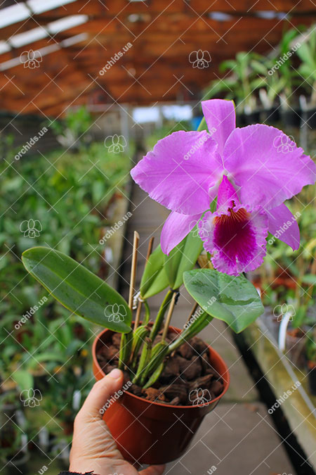 Cattleya labiata 'Labelo Grande' x 'Feliz Pascoa'.jpg