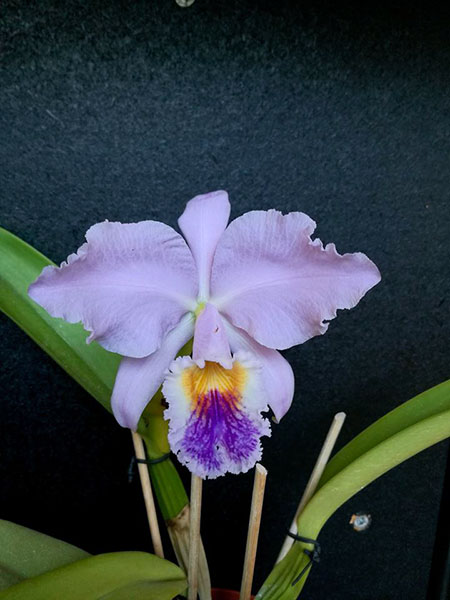 Cattleya labiata coerulea 'Titi' (Z-185) x Cattleya labiata coerulea 'Blue Sky' (Z-185).jpg