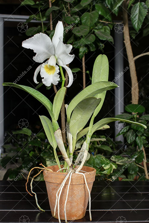 Cattleya labiata alba 'Otima' XXX x roxo bispo 'Urbano'.jpg