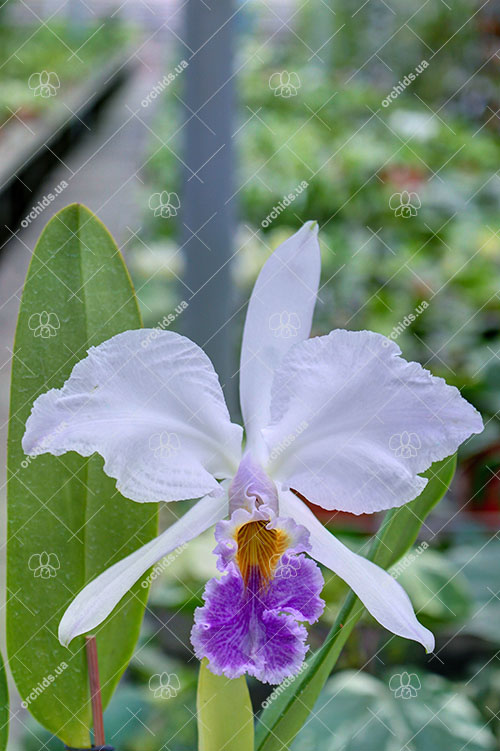 Cattleya gaskelliana coerulea 'Vista Linda' (Z-360) x 'Boas Vista' (Z-360).jpg