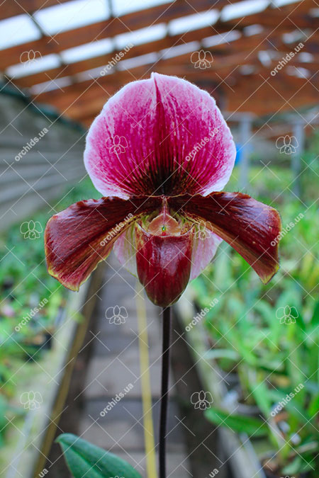 Paphiopedilum (Incharm Circle x Enzan Winston's Vale) x Red Shift.jpg