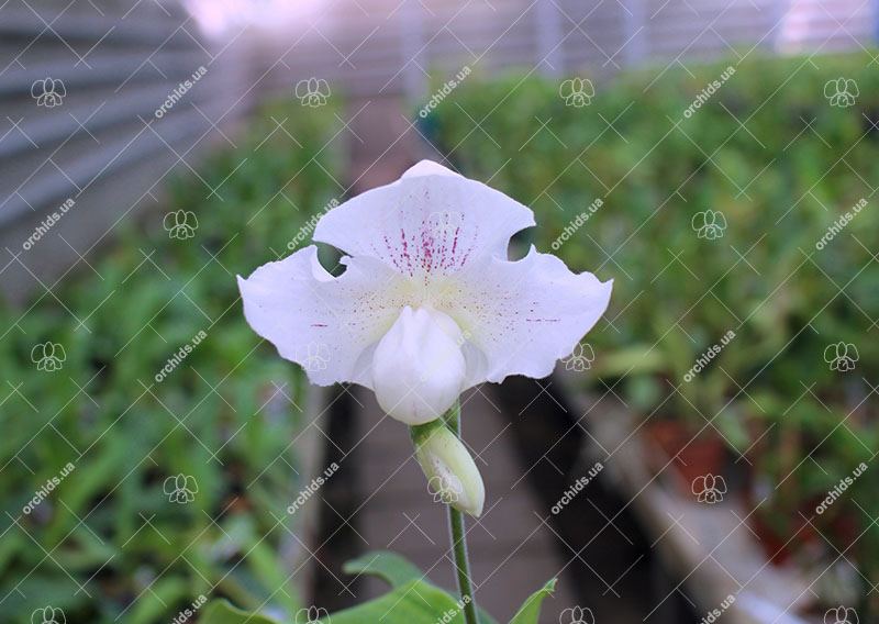 Paphiopedilum niveum x In-Charm Lovely.jpg