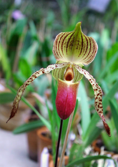 Paphiopedilum In-Charm Lady.jpg