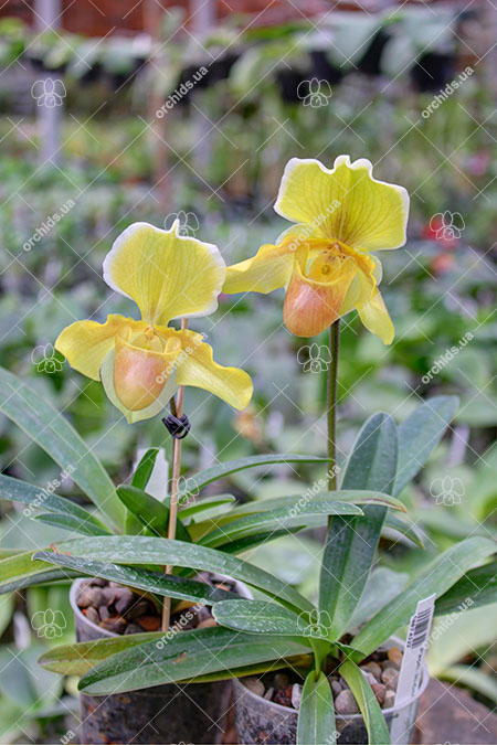 Paphiopedilum In-Charm Gold.jpg