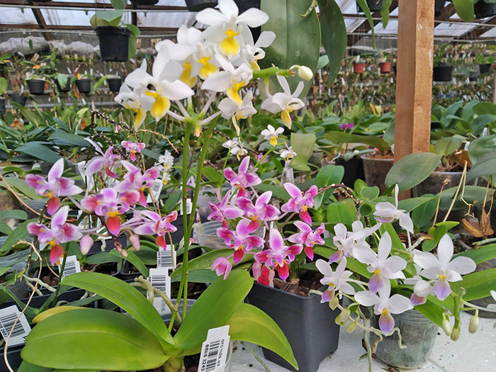 Phalaenopsis equestris.jpg