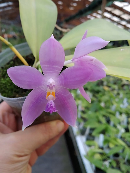 Phalaenopsis speciosa x Mituo Prince 'Bb'.jpg