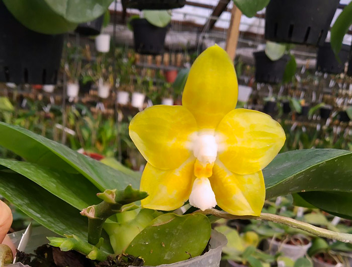 Phalaenopsis Joy Spring Canary 'joy'.jpg