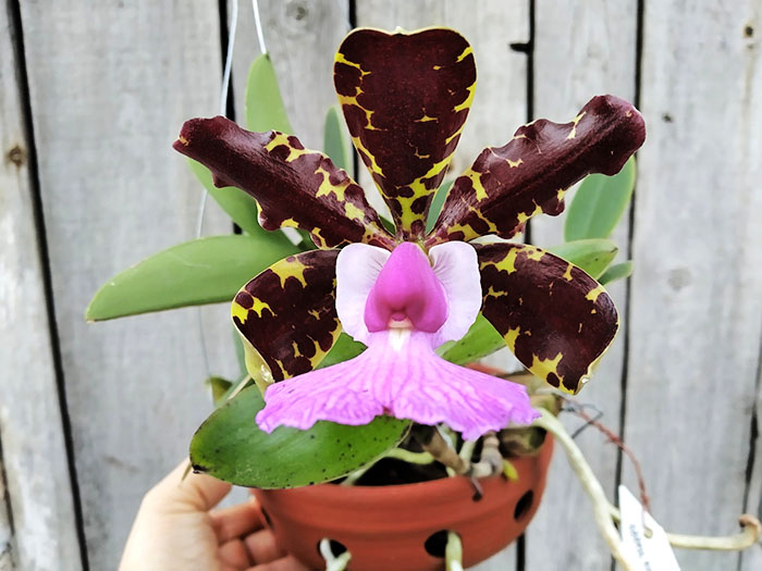 Cattleya aclandiae nigrescens 'Happy Hour'.jpg