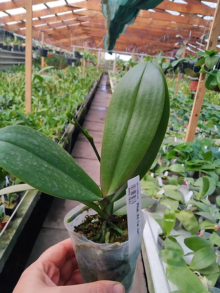 Phalaenopsis An Tai Jade.jpg