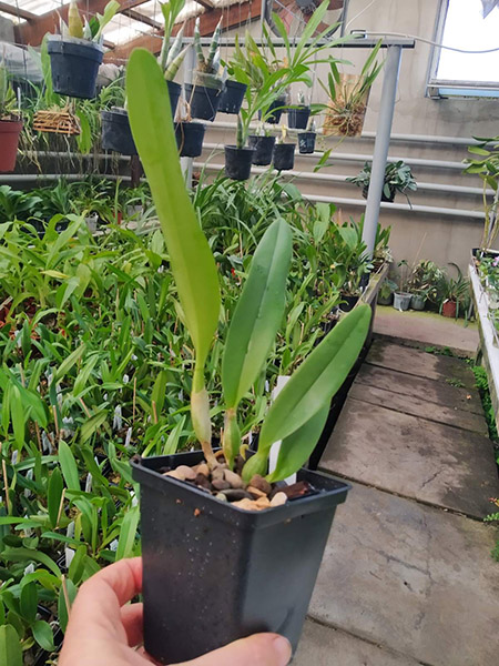 Laeliocattleya Canhamiana coerulea 'Azure Skies'.jpg