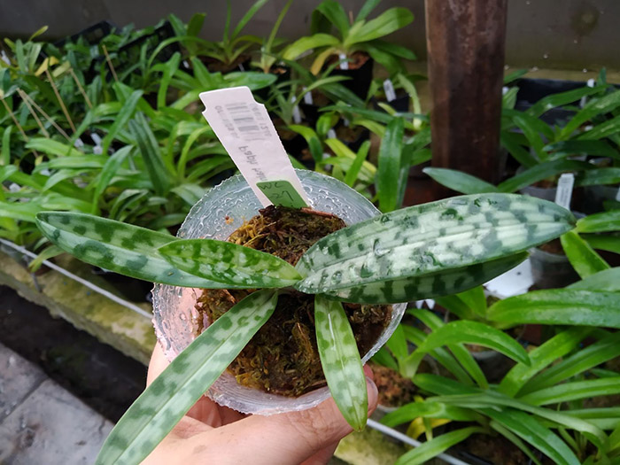 Paphiopedilum hainanense.jpg