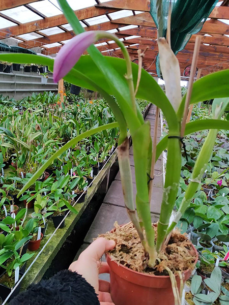 Cattleya bowringiana 'Da Estelinha de Novaes' x Cattleya labiata integra orlata 'Zas-1'.jpg