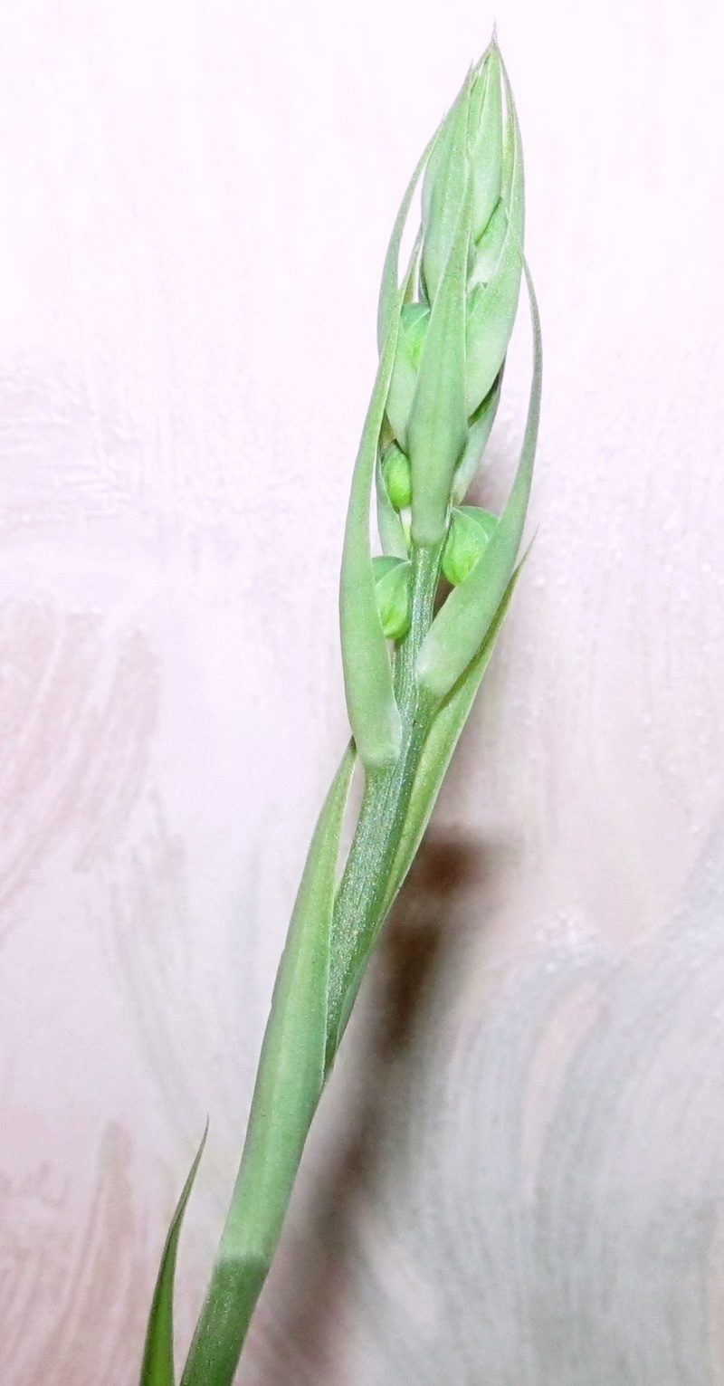 12 Habenaria myriotricha 13.08.2019.jpg