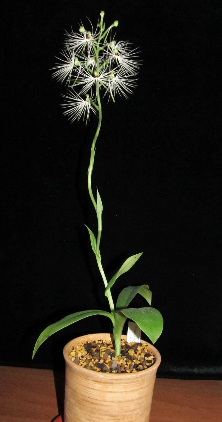 14 Habenaria myriotricha 02.09.2019.jpg