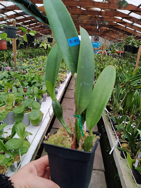 Cattleya schroederae.jpg