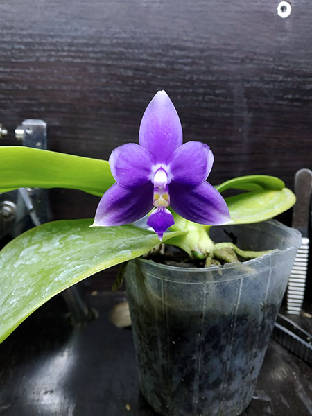 Phalaenopsis violacea indigo.jpg