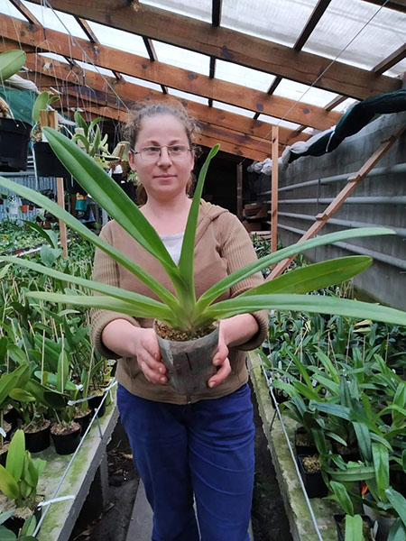 Paphiopedilum rothschildianum.jpg