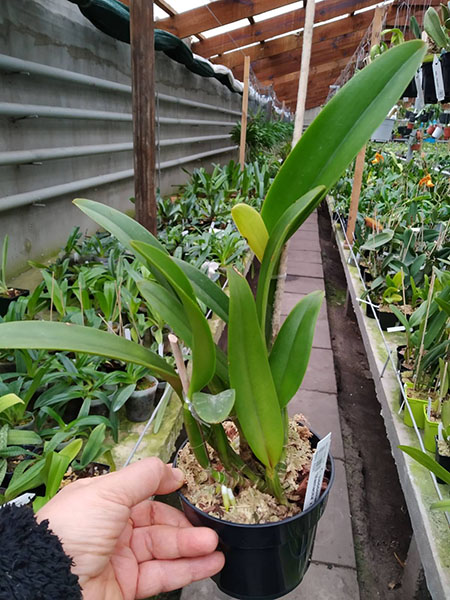 Cattleya lueddemanniana semi-alba 'Mamacita' x self.jpg