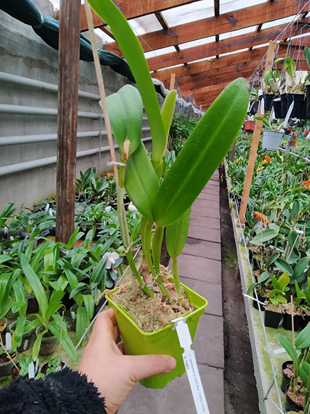 Cattleya gaskelliana coerulea 'Vista Linda' (Z-360) x Cattleya gaskelliana coerulea 'Boas Vista' (Z-360).jpg