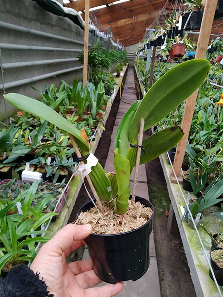 Cattleya gaskelliana coerulea ('Aida' x 'Alexis') x SELF.jpg