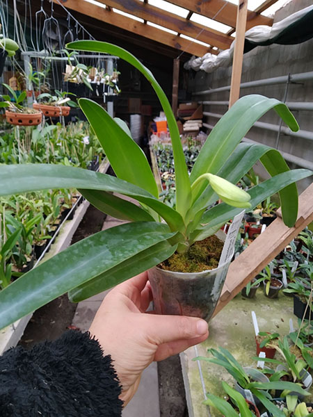 Paphiopedilum Mount Toro album x philippinense var roebelenii album.jpg