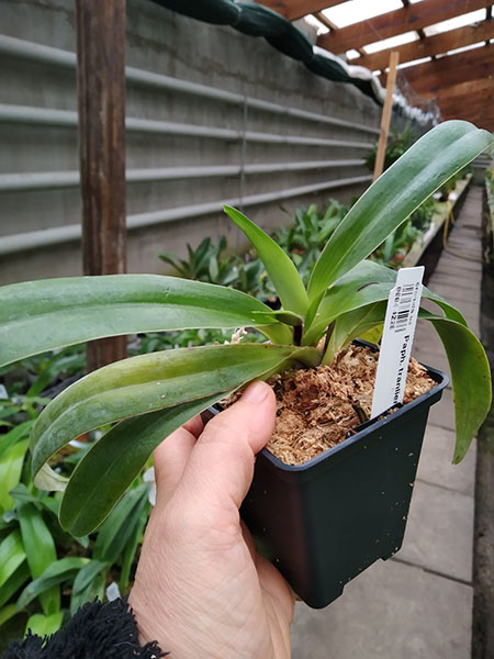 Paphiopedilum tranlienianum.jpg