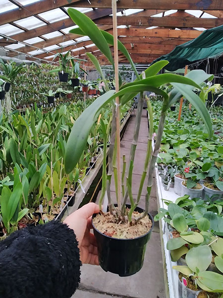 Cattleya bicolor coerulea.jpg