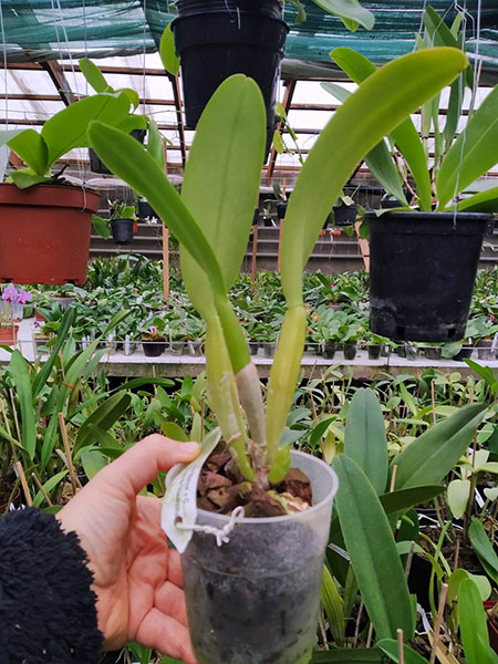 Cattleya labiata semi-alba ('Marina x perola 'Vila Velha').jpg