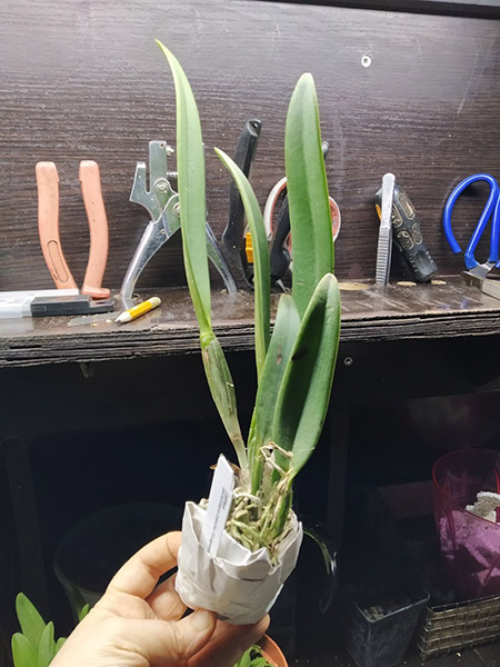 Cattleya lawrenceana coerulea 'Ecuagenera'.jpg