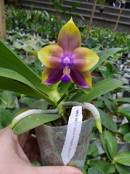 Phalaenopsis Mituo Princess 'Blue-10'.jpg