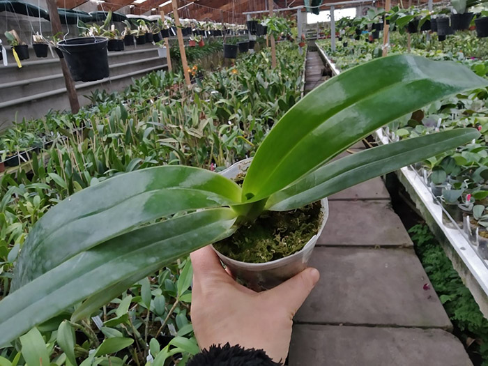 Paphiopedilum Michael Koopowitz x sanderianum.jpg