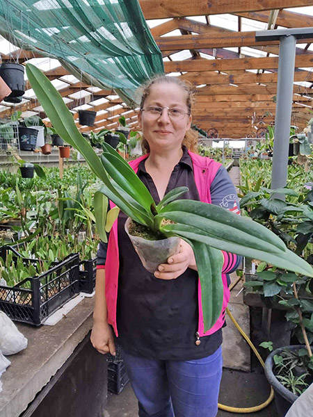 Paphiopedilum rothschildianum x anitum.jpg